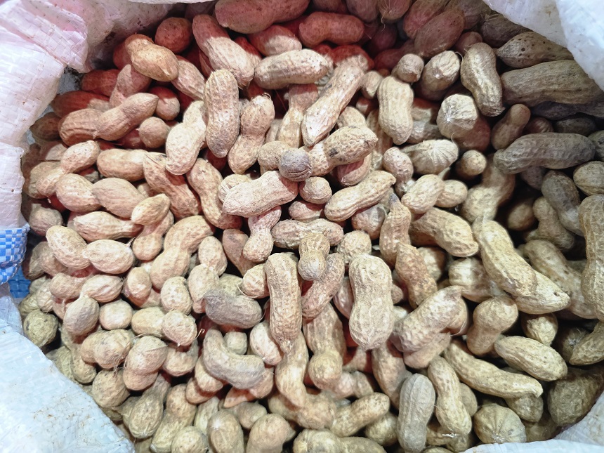 햇 땅콩(국산, 800g)
